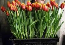 Тюльпаны – секреты выращивания, поставки, продажи