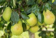 Саженец груши: особенности выбора и ухода за деревом