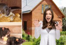 Как избавиться от мышей в частном доме?