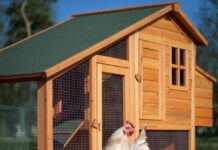 Как правильно построить курятник на участке?