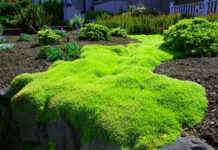 Как выращивать мшанку шиловидную в саду?