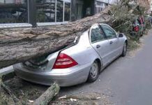 Что делать, если дерево упало на автомобиль