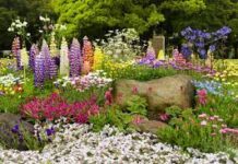 Садовые цветы, которые не требуют ухода