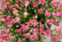 Как выбрать саженцы кустовых роз для посадки?