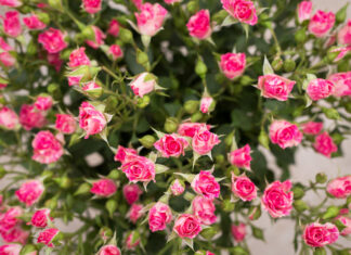 Как выбрать саженцы кустовых роз для посадки?