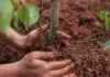 Когда высаживать саженцы деревьев и кустарников?