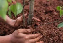 Когда высаживать саженцы деревьев и кустарников?