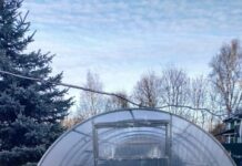 Выращивание в теплицах из поликарбоната