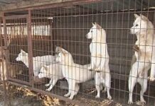 Почему в Корее и Китае употребляют в пищу собак?