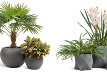 Для чего нужно кашпо и как его использовать?