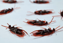 Как безопасно избавиться от тараканов и клопов?