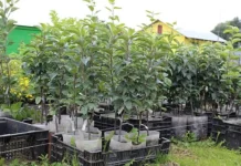 Саженцы плодовых деревьев: советы по выбору и посадке