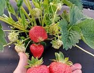 Мини-питомник Клубничный хуторок — саженцы ягодных культур от производителя