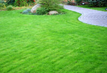 Основные преимущества газонной травы DLF