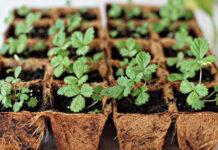 Клубника из семян: как вырастить правильно