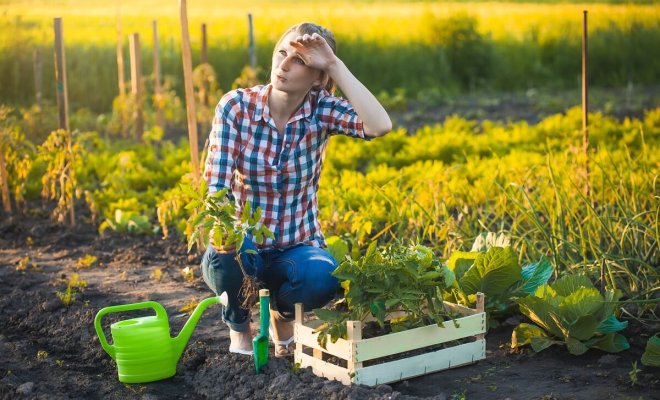 10 вредных садово-огородных мифов, которым мы верим 