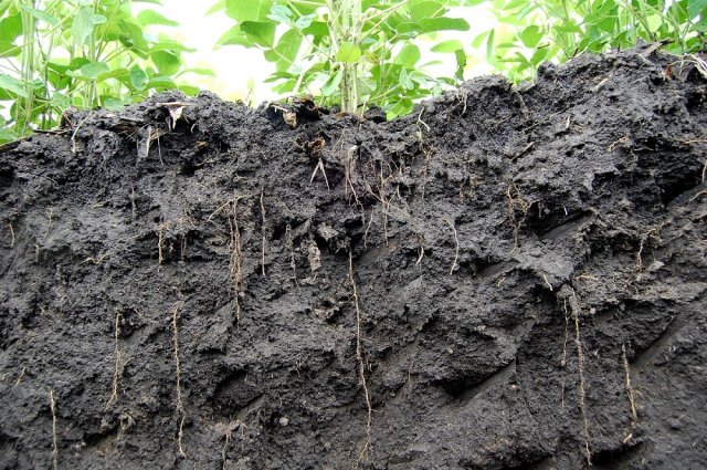 5 показателей почвы, которые вы должны знать, прежде чем приступать к посадкам 