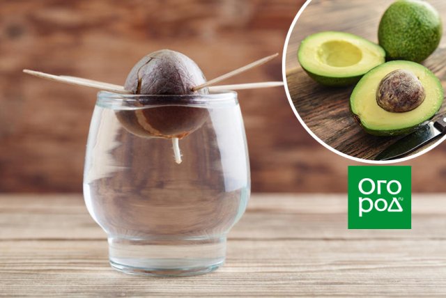 8 самых частых проблем при выращивании авокадо 