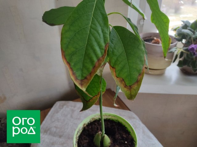 8 самых частых проблем при выращивании авокадо 