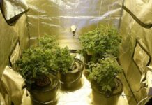 Гроубоксы для эффективного выращивания растений