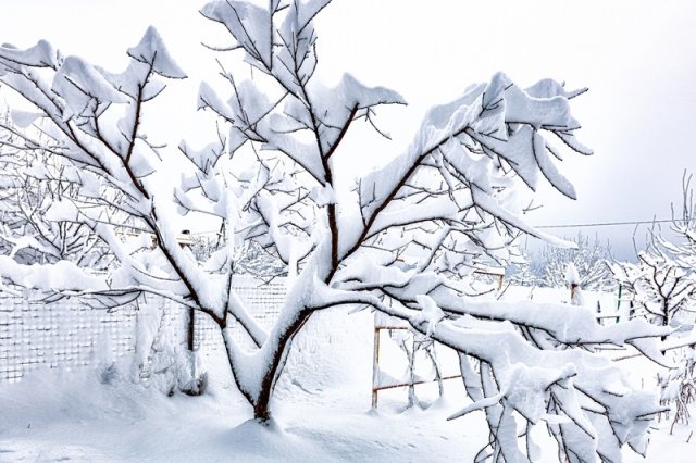 Как защитить деревья от снега 