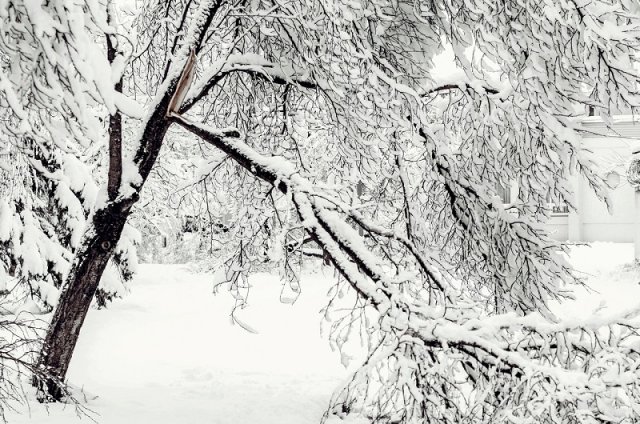 Как защитить деревья от снега 
