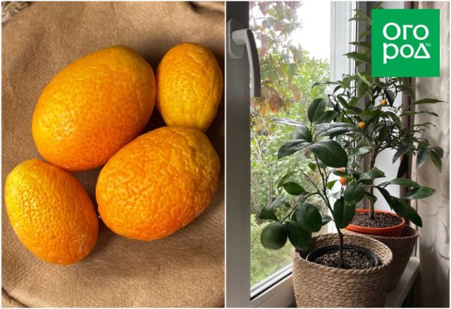 Какие цитрусовые и как можно вырастить на окне 