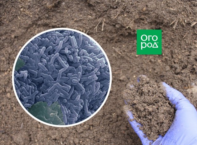 Молочнокислые бактерии для почвы и растений 