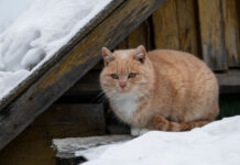 Снег на крыше: почистить или пусть лежит