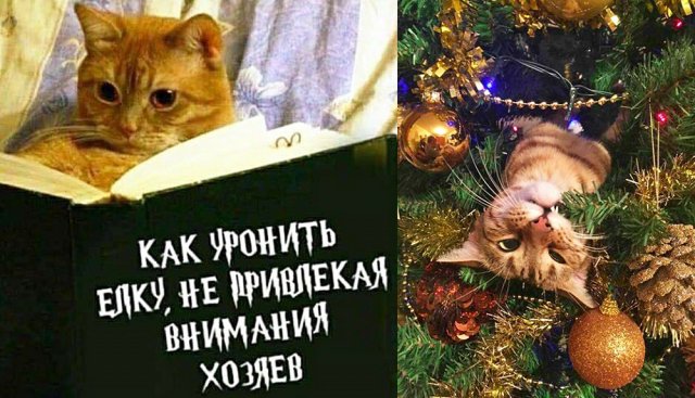 Спасти новогоднюю елку от кота – выполнима ли "миссия"? 