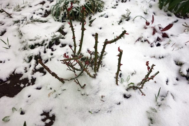Укрытие роз сломалось под снегом – что делать? 