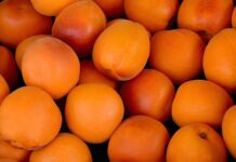 Какие есть сорта абрикосов?