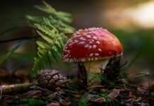 Применение красных мухоморов