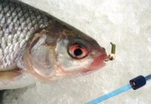 Зимние насадки для плотвы