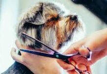 Груминг собак: особенности, преимущества, виды