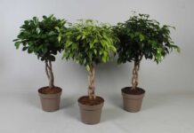 ТОП 3 комнатных деревьев: условия их выращивания