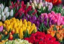 Простоят не меньше двух недель: как продлить жизнь тюльпанам