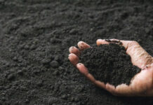 Чем отличается чернозем от перегноя