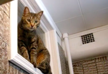 Зачем в хрущёвках делали окно между ванной и кухней