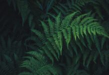 Источник негативной энергии: почему нельзя сажать папоротник возле дома