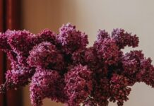 Назван простой способ поддержать здоровье комнатных цветов