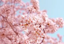 Дачникам дали совет по выращиванию сакуры