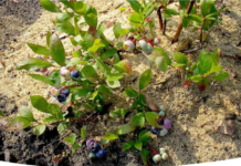 Какой грунт нужен для голубики?