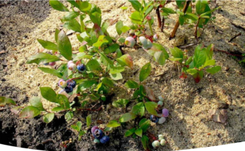 Какой грунт нужен для голубики?