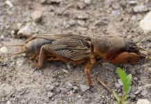 Эффективные методы уничтожения медведок