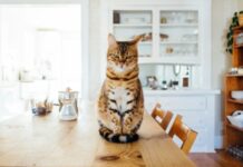 Описан лучший интерьер для кошатников