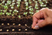 Секреты успешного выращивания: всё о семенах и их правильном использовании