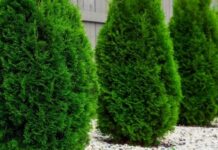 Покупка саженцев туи: разнообразие видов и сортов для вашего сада