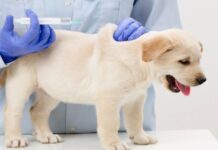 Зачем нужно вакцинировать животных