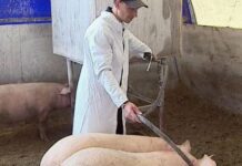 Уход за свиноматками